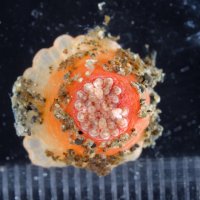 幻のイソギンチャク発見　海の博物館の研究員ら　１００年ぶり確認、標本展示
