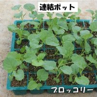 品種に合う時期に種まき　土寄せはしっかりと　ブロッコリー・カリフラワーの作り方　風間龍夫　【野菜レッスン】（１２０）