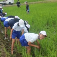 田んぼに入り農作業　草取りの重要性学ぶ　神崎・米沢小児童