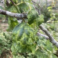 千葉県内ウメ輪紋病初確認　媒介アブラムシ防除を