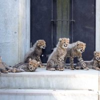 元気いっぱいのチーターの子ども６頭（同園提供）