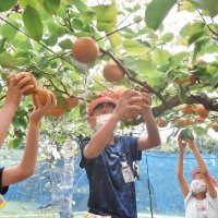 おいしそう！手伸ばし豊作に笑顔　学校で梨収穫　いすみ・古沢小３年生