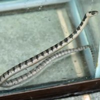 自宅玄関脇に幻のヘビ　いすみ「シロマダラ」発見
