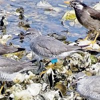 【子ども新聞　週刊ちばにち家】　今年も来たよ「キアシシギ」　同じ鳥が１１年連続飛来　谷津干潟　（２０２１年９月２３日号）