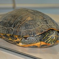 成田空港で珍事　滑走路にカメ出現、「空飛ぶウミガメ」など出発便５機遅れ　