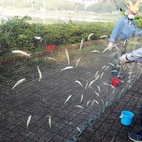 ワカサギ成育順調　釣り１０月解禁で調査　市原高滝湖