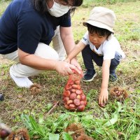 秋の味覚見つけたよ　栗拾いに家族連れら笑顔　成田ゆめ牧場