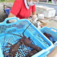 新鮮！伊勢エビ食べて　御宿で直売や宿泊キャンペーン　