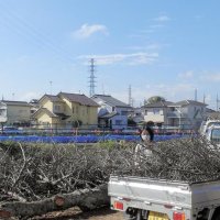 一宮川の桜忘れないで　浸水対策で伐採、無償配布　茂原