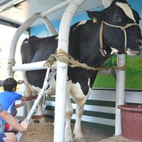 校庭に牛が来た！　４年生酪農体験、牛乳のありがたみ実感　船橋・薬円台小