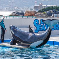 シャチとセイウチ体重公開　１年で大きくなった？　鴨川シーワールド