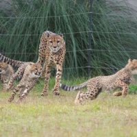 【写真複数あり】チーターの子ども公開時間、８日から拡大　順調に成長、自由観覧に　千葉市動物公園