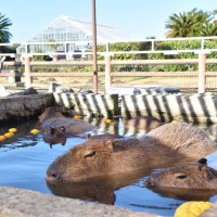 冬至のゆず湯を楽しむカピバラたち＝２２日、館山市のアロハガーデンたてやま