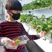 イチゴ狩りシーズン到来　対策しっかり、摘みたて３０分間食べ放題！　道の駅みのりの郷東金
