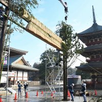 大しめ縄飾り付け　大本堂前で参拝客出迎え　成田山新勝寺