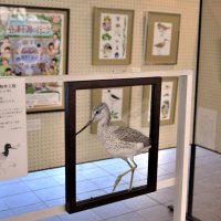 野鳥の暮らし精巧に描く　愛らしくカラフル８０作品　谷津干潟観察センター