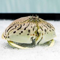 ハサミ脚に暗褐色の虎斑（とらふ）模様がある「トラフカラッパ」