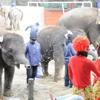 鼻で豆まきコロナ退散　市原ぞうの国