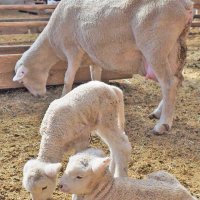 ヒツジ出産シーズン　「かわいすぎる」親子に歓声　富津・マザー牧場