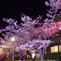 「東金桜まつり」中止　【コロナ関連情報】