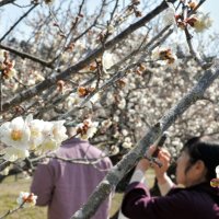 見頃を迎えている梅の花＝５日、横芝光町の坂田城跡