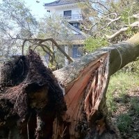 房総半島台風により久留里城址資料館の周辺で発生した倒木。奥は模擬天守閣＝２０１９年１０月１日、君津市（同館提供）
