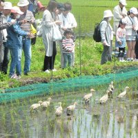 アイガモ農法オーナー募集　長生、２年ぶり開催