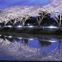 幻想的…水鏡に夜桜　 田園地帯が薄ピンク色に　いすみ市札森地区で４月３日までライトアップ