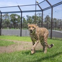 今回、６頭の子どもの父親だと判明した雄のフロド（千葉市動物公園提供）