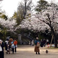 桜を楽しむ人々でにぎわう亥鼻公園＝２日午後３時４０分ごろ、千葉市中央区