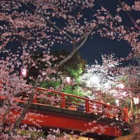 小見川城山公園の桜満開　ぼんぼりでライトアップ　香取