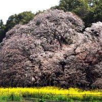 薄紅の彩り一面に　樹齢４００年巨木「吉高の大桜」　印西
