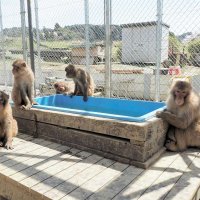 高宕山自然動物園が９日再開　台風１５号で被災、事件でサル逃走…苦難乗り越え　富津　【写真複数あり】