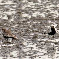 料理文化や詩歌と関わり　ダイゼン　成田篤彦　【房総の草木虫魚】（３７２）