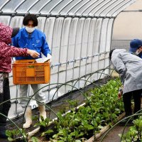 多古高生徒が育てた苗販売　野菜や花、１９日まで