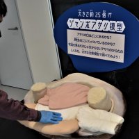 ２５倍のジャンボサイズのアサリ模型も登場