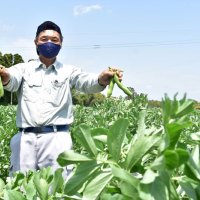 旬のソラマメいかが？　いすみで１４～１５日　安価で即売、収穫も