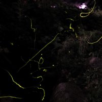 ホタルの光跡　淡く幻想的　君津・大道沢公園