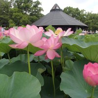 【千葉県民の日特集】　千葉市から国内外２００カ所へ分根　平和と友好願う