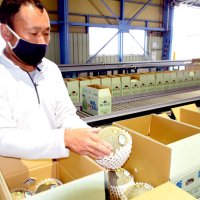 糖度やネットの張り良好！　旭市特産「飯岡メロン」シーズン到来　主力「タカミ」出荷