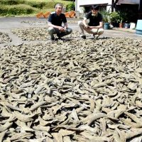 さば節作りピーク　薫製、天日干し…伝統製法守り手作業で　館山・吉田商店
