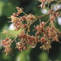 鮮緑色だが芽は赤い　アオギリ　川名興　【房総の草木虫魚】（３７５）