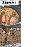 窒素肥料は控え目に　さやの肥大は石灰で　おおまさりの作り方　風間龍夫　【野菜レッスン】（１３０）