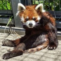 レッサーパンダ風太、体調回復　９日から２カ月ぶり展示　立ち姿人気、来月１９歳の「後期高齢者」　千葉市動物公園