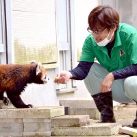 飼育員が差し出すリンゴを食べる風太