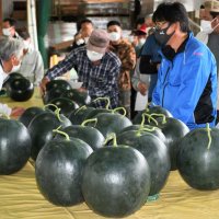 富里市でしま模様がなくつやのある黒い皮が特徴のスイカ「プレミアムブラック」の出荷が始まり、査定会に集まった生産者＝１４日