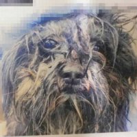 女性宅で不衛生な環境で飼育されていた犬（県警提供）