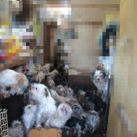 犬２２１匹飼育、６３歳女を虐待容疑で書類送検　「こんなに増えるとは…」　悪臭、鳴き声…周辺から苦情　八街