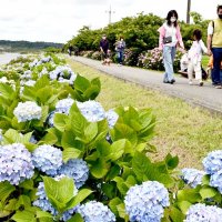 栗山川沿いには約１万株のアジサイが咲き誇る＝１２日、多古町