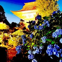 アジサイ　ライトアップ　８０００株幻想的に　多古・日本寺